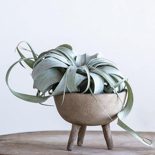Terracotta Footed Planter