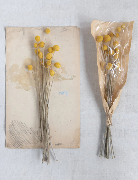 Dried Craspedia Bunch