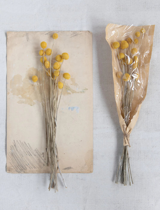 Dried Craspedia Bunch